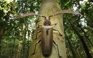 Discover the Rare Wallace's Longhorn Beetle (Cyriopalus wallacei): A Masterpiece of Tropical Biodiversity and Extraordinary Insect Anatomy-1