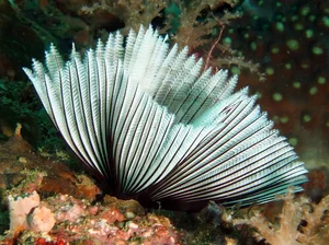 Discover the Mesmerizing Beauty of the Pacific Fan Worm: A Stunning Addition to Your Saltwater Reef Aquarium-1