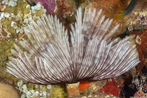Discover the Mesmerizing Beauty of the Pacific Fan Worm: A Stunning Addition to Your Saltwater Reef Aquarium-6