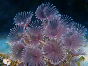 Discover the Mesmerizing Beauty of the Pacific Fan Worm: A Stunning Addition to Your Saltwater Reef Aquarium-0