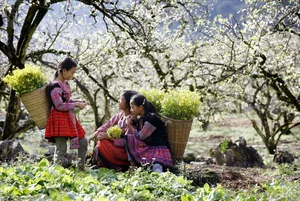 Moc Chau in Bloom: A Dreamy Spring Journey Through the Clouds-4