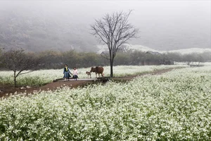 Moc Chau in Bloom: A Dreamy Spring Journey Through the Clouds-0