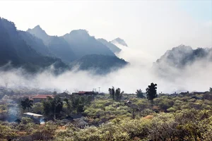 Moc Chau in Bloom: A Dreamy Spring Journey Through the Clouds-3