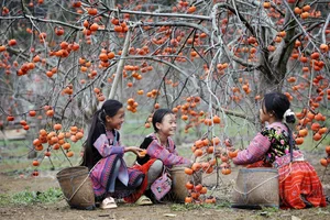 Moc Chau in Bloom: A Dreamy Spring Journey Through the Clouds-1