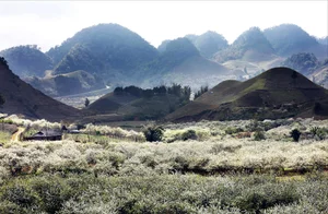 Moc Chau in Bloom: A Dreamy Spring Journey Through the Clouds-5