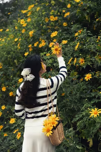 Experience Da Lat's Golden Wild Sunflowers A Breathtaking Vietnamese Natural Landscape-0