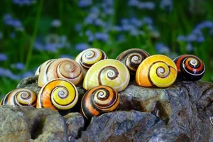Meet the Cuban Painted Snail: Nature’s Most Vibrant Living Masterpiece-6