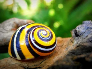 Meet the Cuban Painted Snail: Nature’s Most Vibrant Living Masterpiece-4