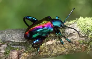 Frog-legged Leaf Beetle: Vietnam's Unique Insect Sensation, Global Collectors Hunt for Its Distinctive Features-5