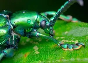 Frog-legged Leaf Beetle: Vietnam's Unique Insect Sensation, Global Collectors Hunt for Its Distinctive Features-3