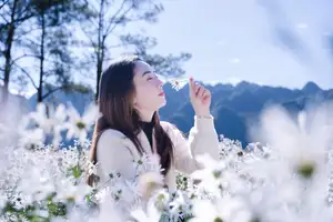 Moc Chau's Pure White Daisy Fields: A Muse Amidst a Floral Wonderland, Perfect for Stunning Photoshoots.-10