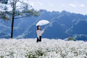 Moc Chau's Pure White Daisy Fields: A Muse Amidst a Floral Wonderland, Perfect for Stunning Photoshoots.-7