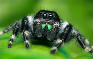 The Fascinating World of Colorful Jumping Spiders: Nature’s Tiny Predators with Incredible Vision and Vibrant Patterns-7