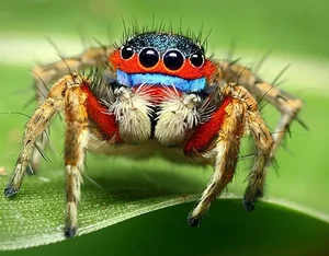 The Fascinating World of Colorful Jumping Spiders: Nature’s Tiny Predators with Incredible Vision and Vibrant Patterns-0