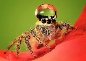 The Fascinating World of Colorful Jumping Spiders: Nature’s Tiny Predators with Incredible Vision and Vibrant Patterns-2