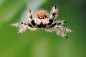 The Fascinating World of Colorful Jumping Spiders: Nature’s Tiny Predators with Incredible Vision and Vibrant Patterns-5