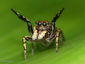The Fascinating World of Colorful Jumping Spiders: Nature’s Tiny Predators with Incredible Vision and Vibrant Patterns-8