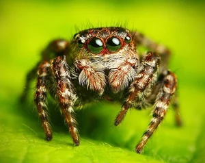 The Fascinating World of Colorful Jumping Spiders: Nature’s Tiny Predators with Incredible Vision and Vibrant Patterns-6