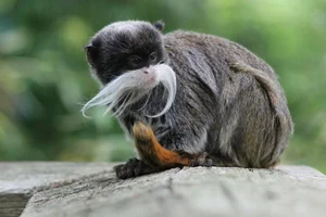 Discover the Emperor Tamarin: The Fascinating Mustache Monkey of the Amazon Rainforest-4