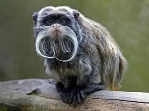 Discover the Emperor Tamarin: The Fascinating Mustache Monkey of the Amazon Rainforest-0