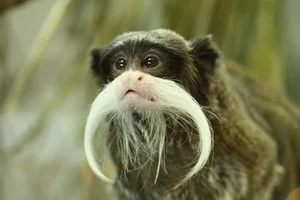 Discover the Emperor Tamarin: The Fascinating Mustache Monkey of the Amazon Rainforest-5