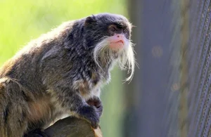 Discover the Emperor Tamarin: The Fascinating Mustache Monkey of the Amazon Rainforest-8