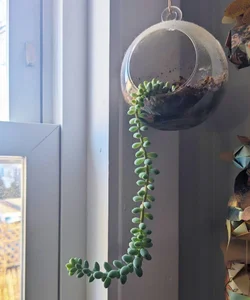 Top 7 Indoor Plant Trends for 2026: Low-Maintenance and Stylish Greenery for Modern Homes and Urban Apartments-5