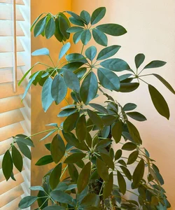 Top 7 Indoor Plant Trends for 2026: Low-Maintenance and Stylish Greenery for Modern Homes and Urban Apartments-6