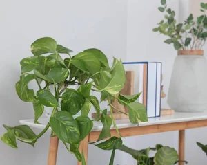 Top 7 Indoor Plant Trends for 2026: Low-Maintenance and Stylish Greenery for Modern Homes and Urban Apartments-3
