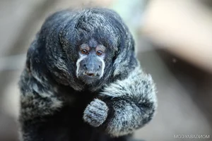 Discover the Mysterious Monk Saki in the Heart of the Amazon-3