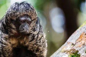 Discover the Mysterious Monk Saki in the Heart of the Amazon-7