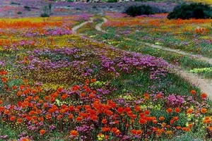 Discover the Cape Floral Region: South Africa’s Most Diverse Botanical Kingdom and UNESCO World Heritage Fynbos Landscapes-1