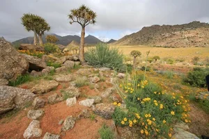 Discover the Cape Floral Region: South Africa’s Most Diverse Botanical Kingdom and UNESCO World Heritage Fynbos Landscapes-7