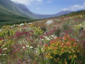 Discover the Cape Floral Region: South Africa’s Most Diverse Botanical Kingdom and UNESCO World Heritage Fynbos Landscapes-0