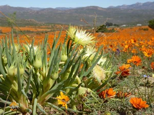 Discover the Cape Floral Region: South Africa’s Most Diverse Botanical Kingdom and UNESCO World Heritage Fynbos Landscapes-8