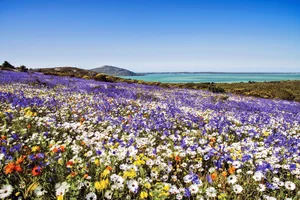 Discover the Cape Floral Region: South Africa’s Most Diverse Botanical Kingdom and UNESCO World Heritage Fynbos Landscapes-6