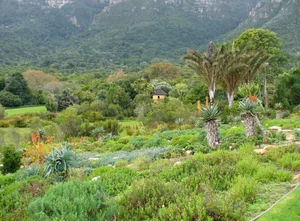 Discover the Cape Floral Region: South Africa’s Most Diverse Botanical Kingdom and UNESCO World Heritage Fynbos Landscapes-4