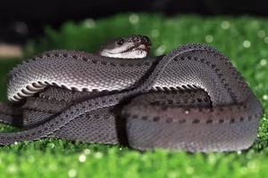 Unraveling the Dragon Snake: The mysterious 'living dragon' species of Southeast Asia-7