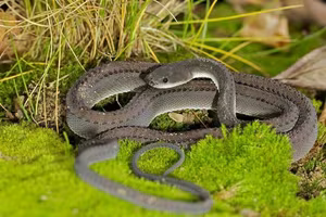 Unraveling the Dragon Snake: The mysterious 'living dragon' species of Southeast Asia-0