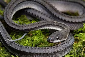 Unraveling the Dragon Snake: The mysterious 'living dragon' species of Southeast Asia-6