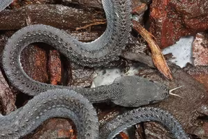 Unraveling the Dragon Snake: The mysterious 'living dragon' species of Southeast Asia-3