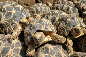 Burmese Star Tortoise Unique Beauty from Myanmar A Rare Animal Needing Conservation-5