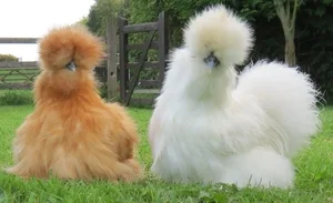 Discover the World's Most Exotic and Expensive Chicken Breeds: A Journey into Avian Luxury-0