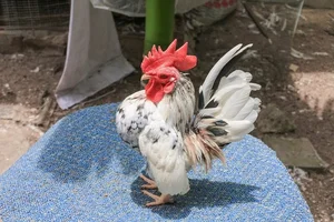 Discover the World's Most Exotic and Expensive Chicken Breeds: A Journey into Avian Luxury-1