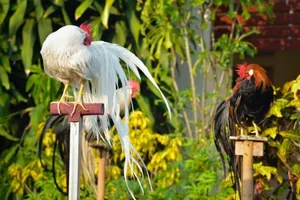 Discover the World's Most Exotic and Expensive Chicken Breeds: A Journey into Avian Luxury-7