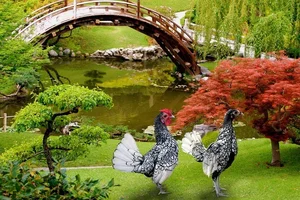 Discover the World's Most Exotic and Expensive Chicken Breeds: A Journey into Avian Luxury-6