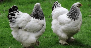 Discover the World's Most Exotic and Expensive Chicken Breeds: A Journey into Avian Luxury-8
