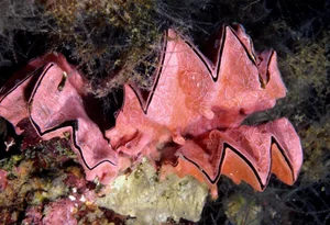 Discover the Cockscomb Oyster (Lopha cristagalli): Nature's Zig-Zag Masterpiece from the Indo-Pacific Oceans-4