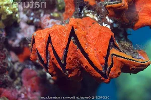 Discover the Cockscomb Oyster (Lopha cristagalli): Nature's Zig-Zag Masterpiece from the Indo-Pacific Oceans-1