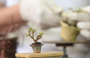 Charming Miniature Bonsai Discover the Allure of Trending Tiny Plants-5
